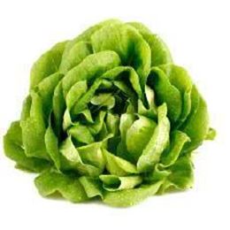 Picture of BUTTER LETTUCE