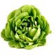 Picture of BUTTER LETTUCE