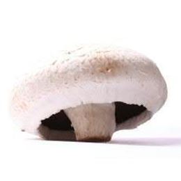 Picture of FLAT MUSHROOM