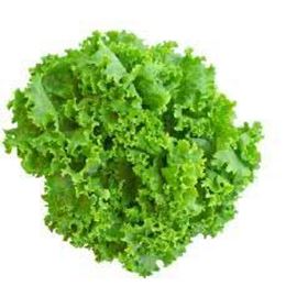 Picture of GREEN CORAL LETTUCE