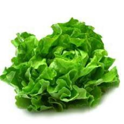 Picture of GREEN OAK LETTUCE