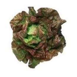 Picture of MIGONET LETTUCE