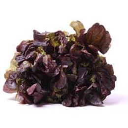 Picture of RED CORAL LETTUCE