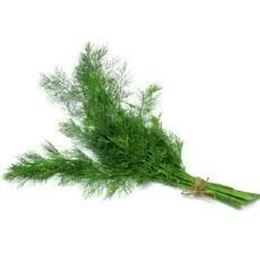 Picture of DILL HERBS