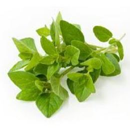 Picture of FRESH OREGANO 20G PACK