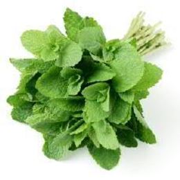 Picture of ROUND MINT HERBS