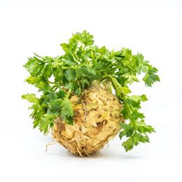 Picture of CELERIAC