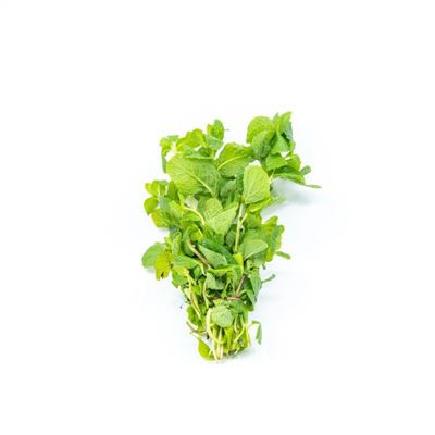 Picture of MINT HERBS